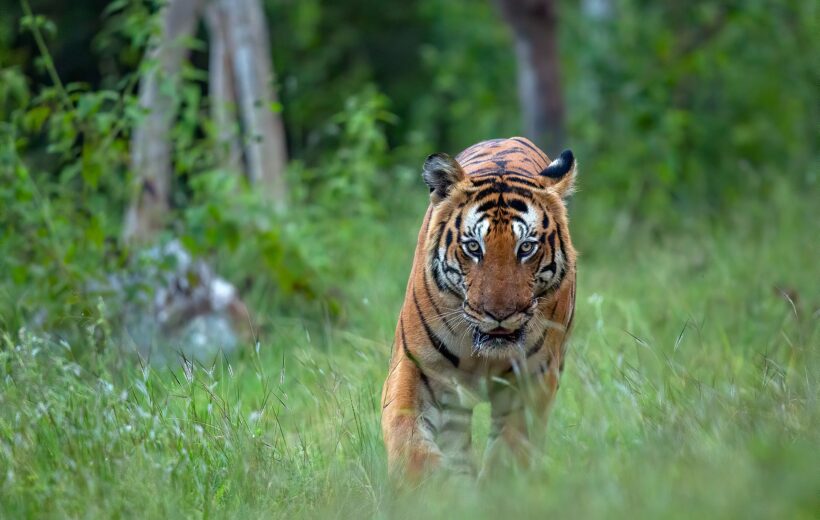 Bandipur - Kabini  - Nagarhole Tiger Safaris