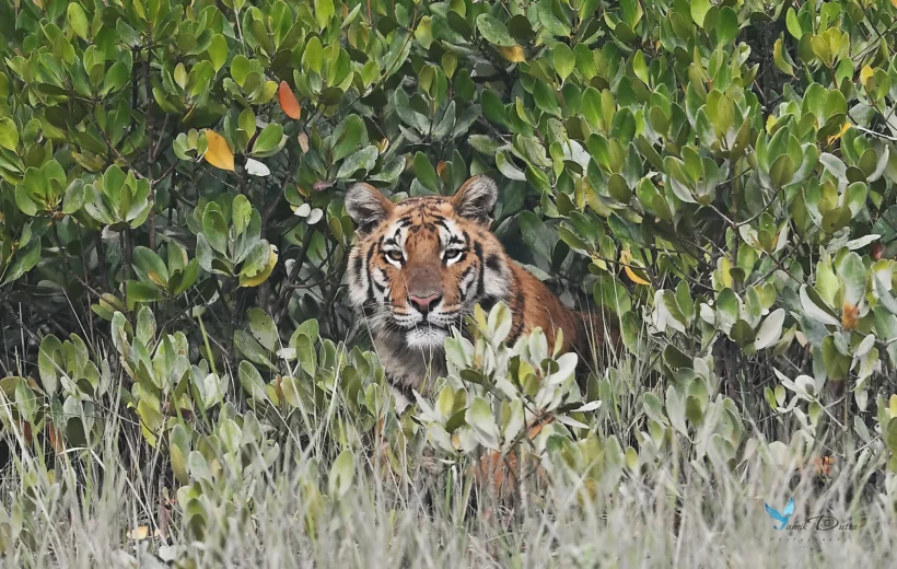Sundarbans National Park Tiger Safari