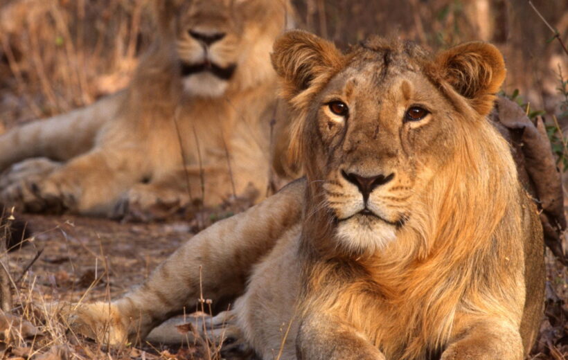 Sasan Gir Lion Safari